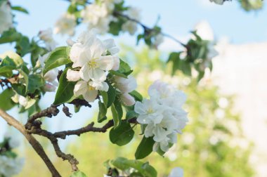 Parlak güneş ışığında çiçekli elma ağacı dalı