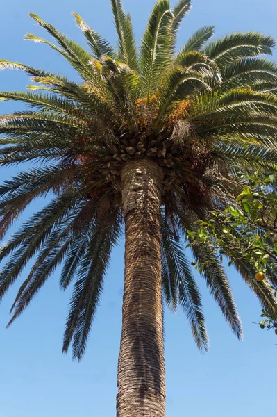 Dadelpalm met rijpe sinaasappel vruchten — Stockfoto