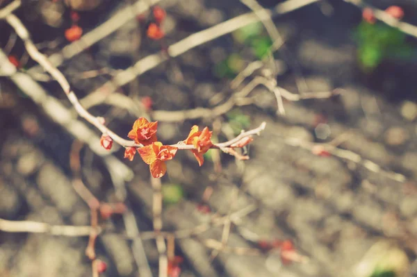 Hojas de primavera en un arbusto japonés de espirea — Foto de Stock