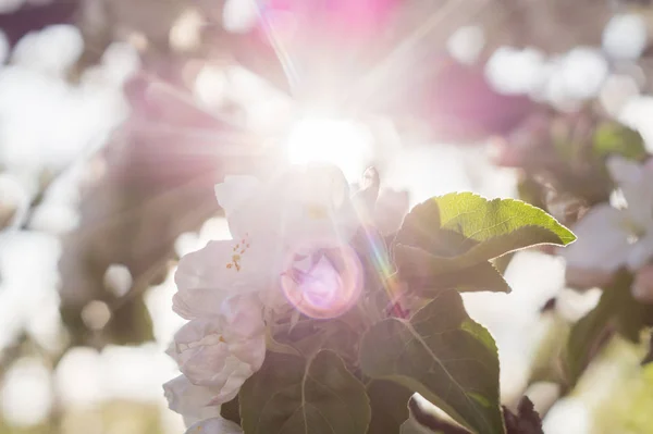 Rayos de sol a través de una rama floreciente de manzano — Foto de Stock