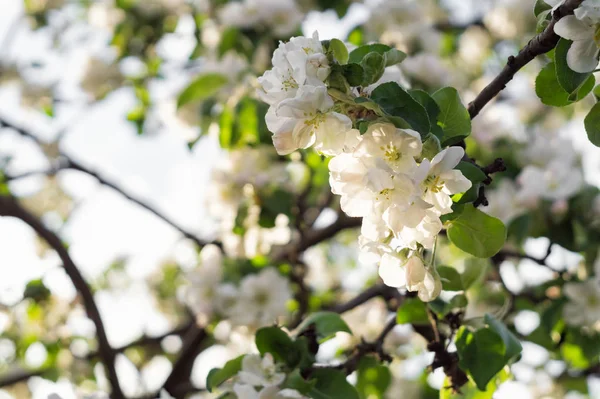 Blühender Apfelbaumzweig im hellen Sonnenlicht — Stockfoto