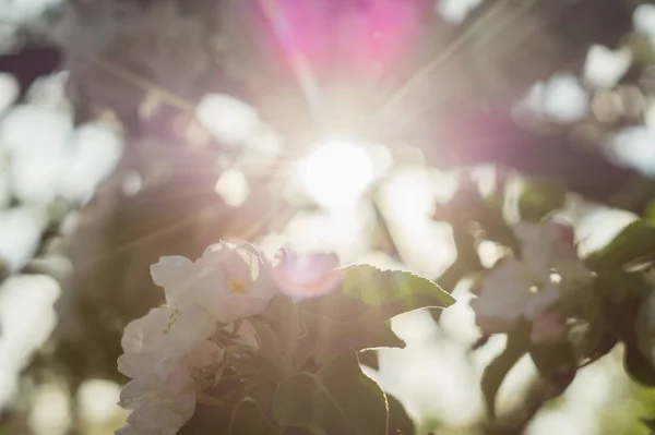 Rayos de sol a través de una rama floreciente de manzano — Foto de Stock