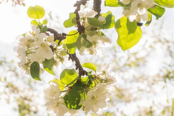 明るい日差しの中でリンゴの木の枝を開花 — ストック写真