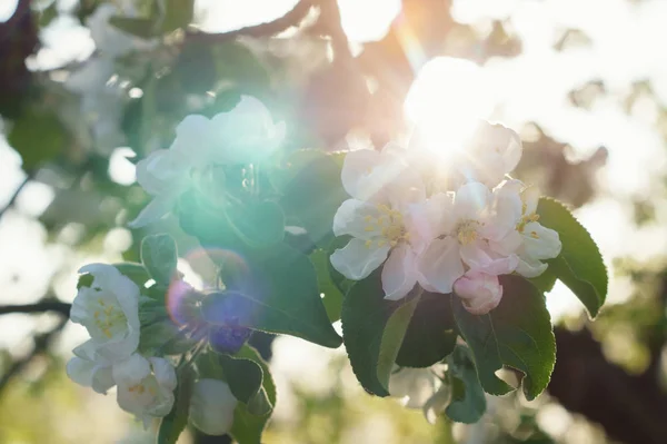 Sonnenstrahlen durch einen blühenden Apfelbaumzweig — Stockfoto