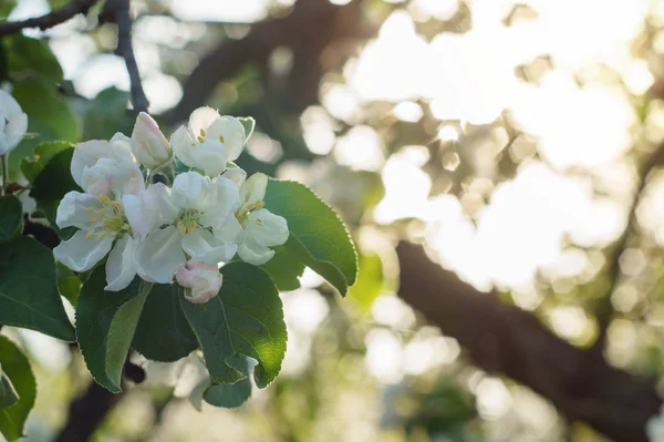 明るい日差しの中でリンゴの木の枝を開花 — ストック写真