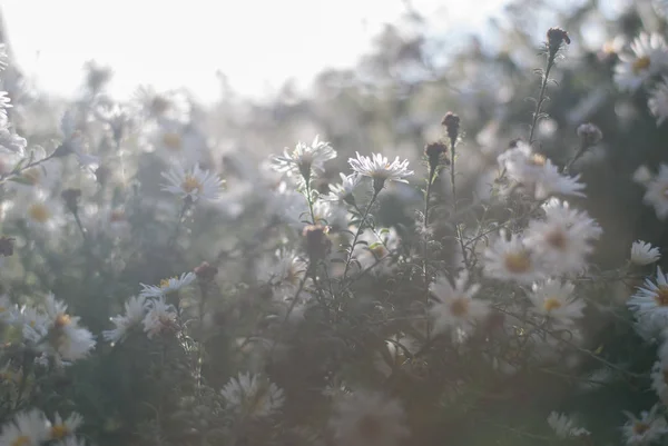 Flores blancas de aster — Foto de Stock