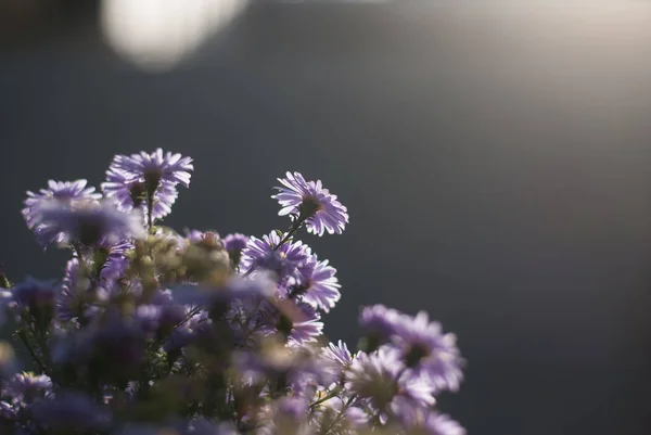 Flores de astra púrpura — Foto de Stock