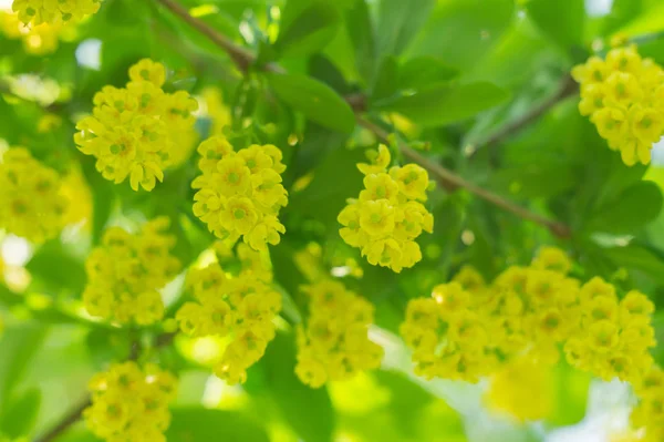 Flores amarelas no arbusto de baga — Fotografia de Stock