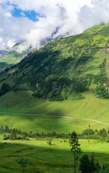 Αλπική κοιλάδα με αγελάδες που βοσκούν στην απόσταση και τα βουνά — Φωτογραφία Αρχείου
