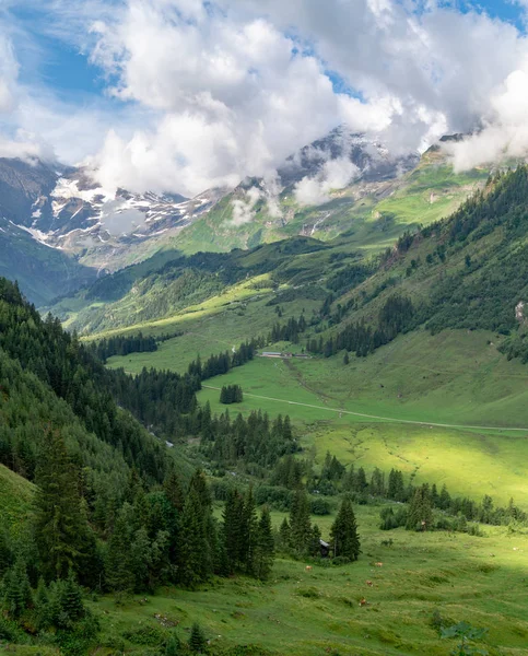 Живописный пейзаж с зелеными лугами, елки и горы в облаках, Австрия — стоковое фото