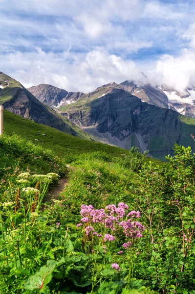 Fioritura prato alpino su uno sfondo di montagne nella nuvola — Foto Stock