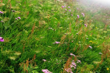 Parlak çok renkli çiçeklerle çiçek açan dağ çayırı