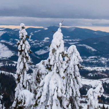 Mavi dağların arka planına karşı karlı yüksek köknar ağaçları