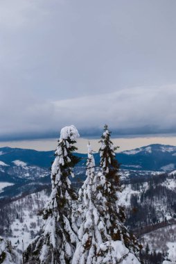 Mavi dağların arka planına karşı karlı yüksek köknar ağaçları