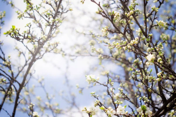 Floración ramas de ciruela en primavera — Foto de Stock