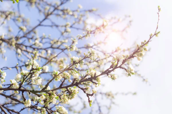 Blühende Pflaumenzweige im Frühling — Stockfoto