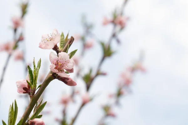 Blooming pink peach twigs in spring — ストック写真