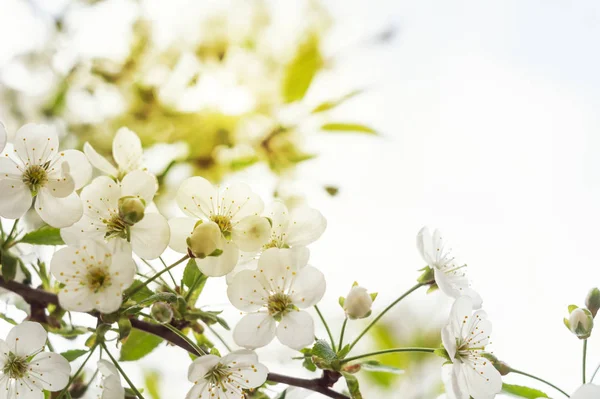 Blühende Kirschzweige im Frühling — Stockfoto