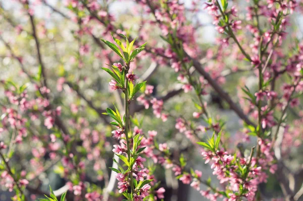 Blühende rosa Pfirsichzweige im Frühling — Stockfoto