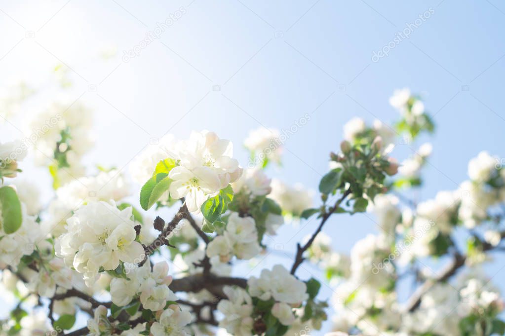Flowering branches of apple trees in the spring