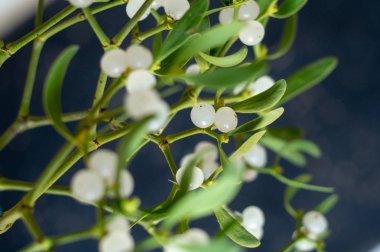 Koyu gri arka planda ökseotu dalı