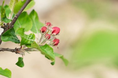 Elma dalında kırmızı tomurcuklar