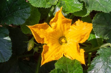 Yeşil çalılıklarda sarı büyük kabak çiçeği