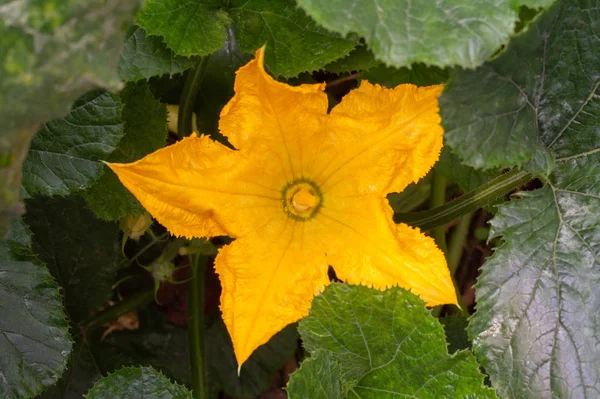 Yeşil çalılıklarda sarı büyük kabak çiçeği
