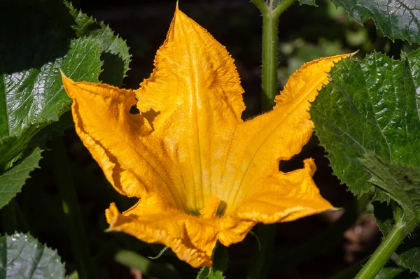 Amarelo grande flor de abobrinha em um arbusto verde — Fotografia de Stock