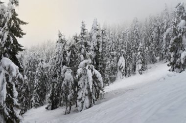 Karlı uzun köknar ağaçları Şafak vakti bir dağ yamacında