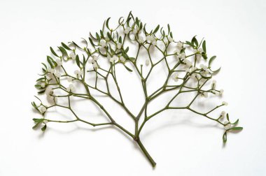 Beyaz arkaplanda ökseotu dalı