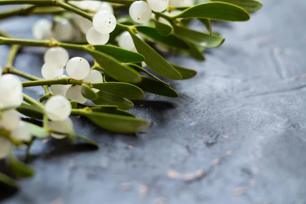 Mistletoe branch on a gray textured background — Stock Photo, Image