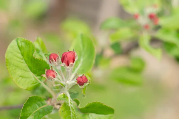 リンゴの木の枝に赤い芽 — ストック写真