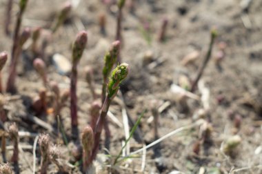 kuşkonmaz genç sürgünler