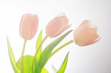 Beyaz arka planda pembe laleler