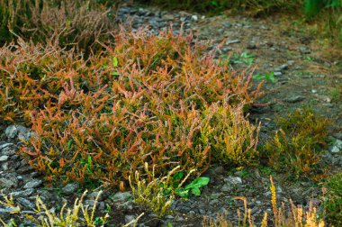 Ormanda çiçek açan fundalıklar
