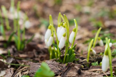 Beyaz kar damlaları, ilk bahar çiçekleri.