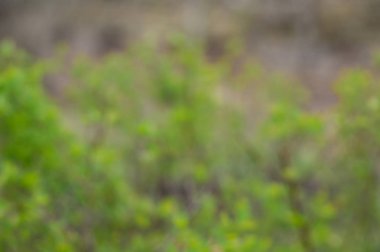 Bahçedeki yeşil çalıların bulanık arkaplanı