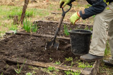 Bir adam bahçede kürek toprağı kazıyor.