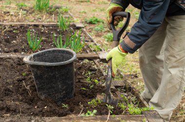 Bir adam bahçede kürek toprağı kazıyor.