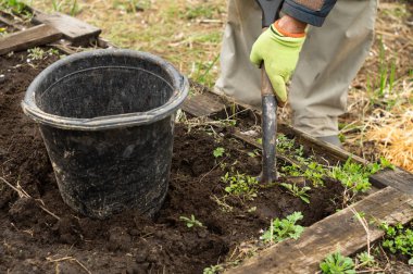 Bir adam bahçede kürek toprağı kazıyor.