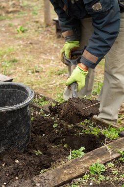 Bir adam bahçede kürek toprağı kazıyor.