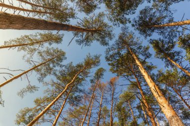 Mavi gökyüzüne karşı pines üst kısımları