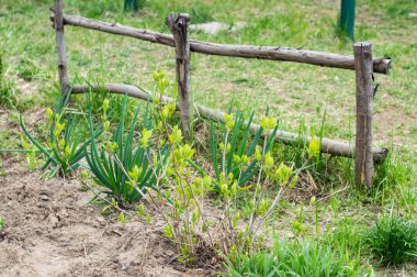 Baharda bahçede yeşil soğan ve ortanca çalısı