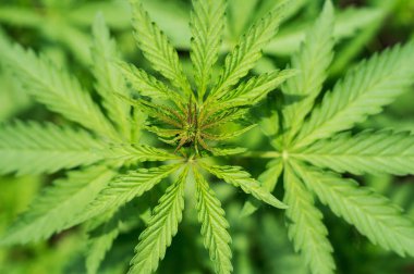 Kenevir veya kenevir filizleri