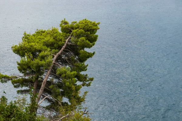 Deniz arka plan üzerinde çam — Stok fotoğraf