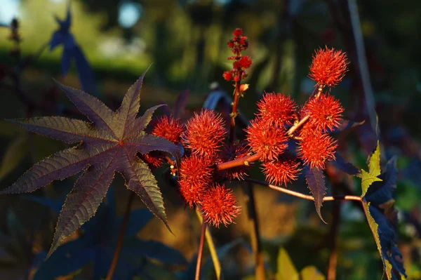 Zaden en bladeren van ricinus — Stockfoto