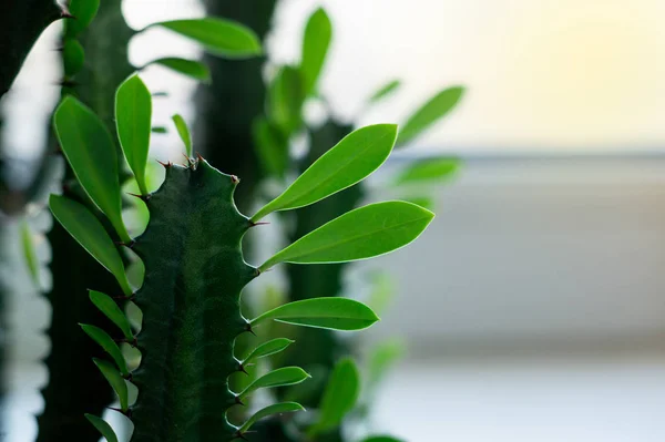 Euphorbia trigona es una planta suculenta perenne — Foto de Stock