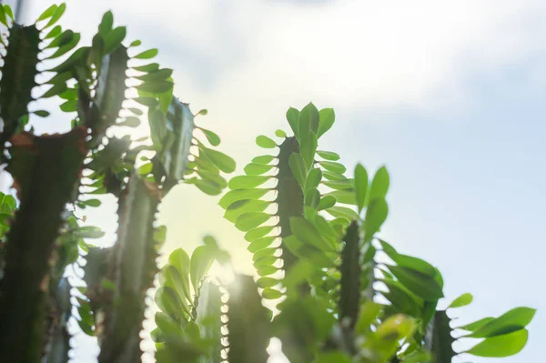 Euphorbia trigona es una planta suculenta perenne — Foto de Stock