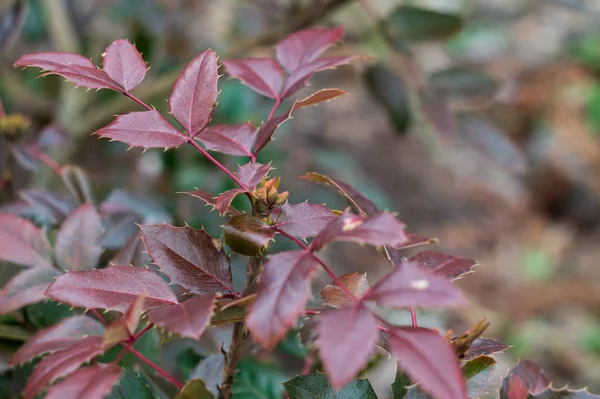 Pupeny a fialové listy na větvi z oregonových hroznů — Stock fotografie